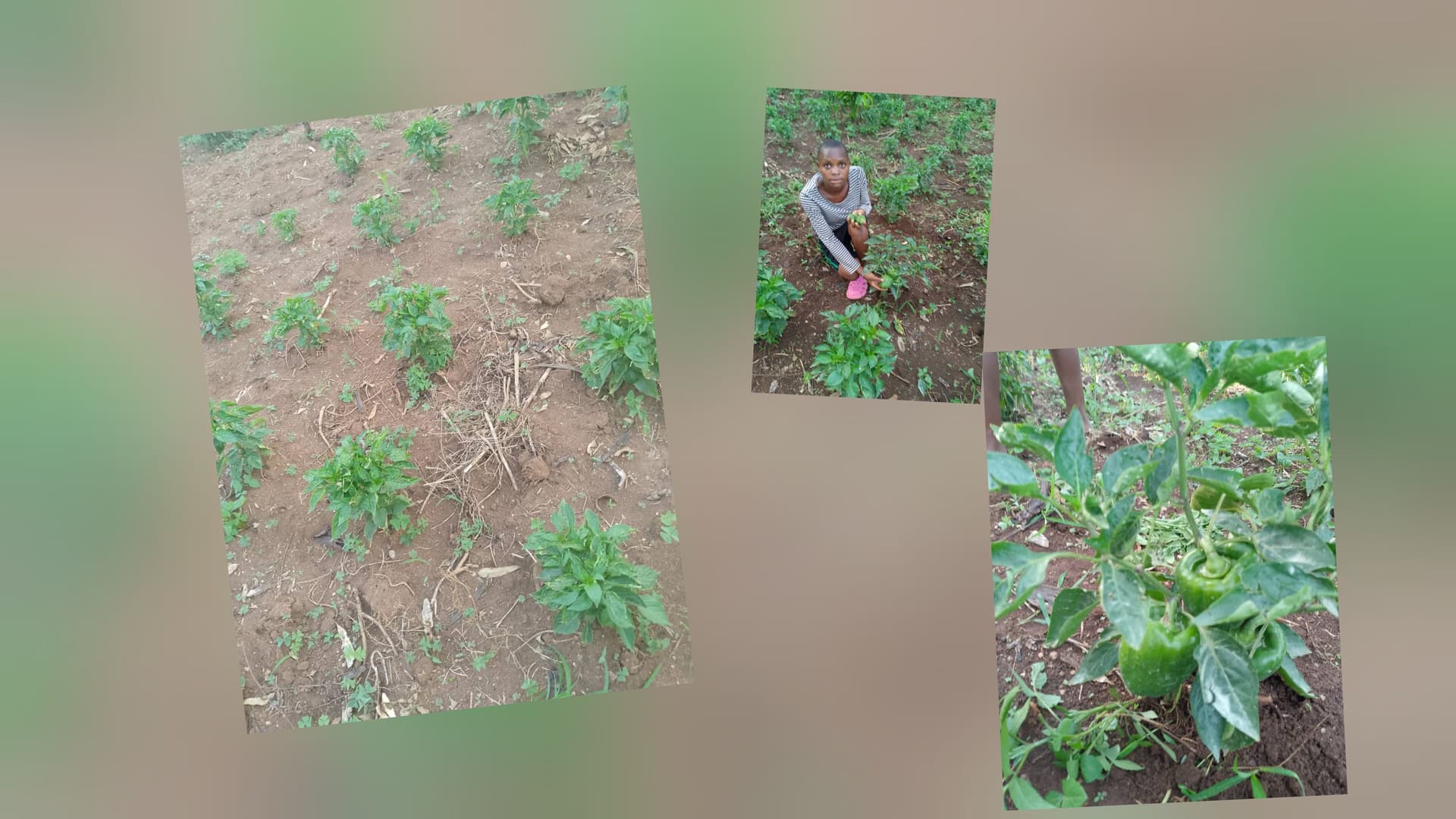 Land Development for Gardening & Livestock